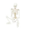 Anatomical Human Skeleton Model 85cm