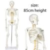 Anatomical Human Skeleton Model 85cm