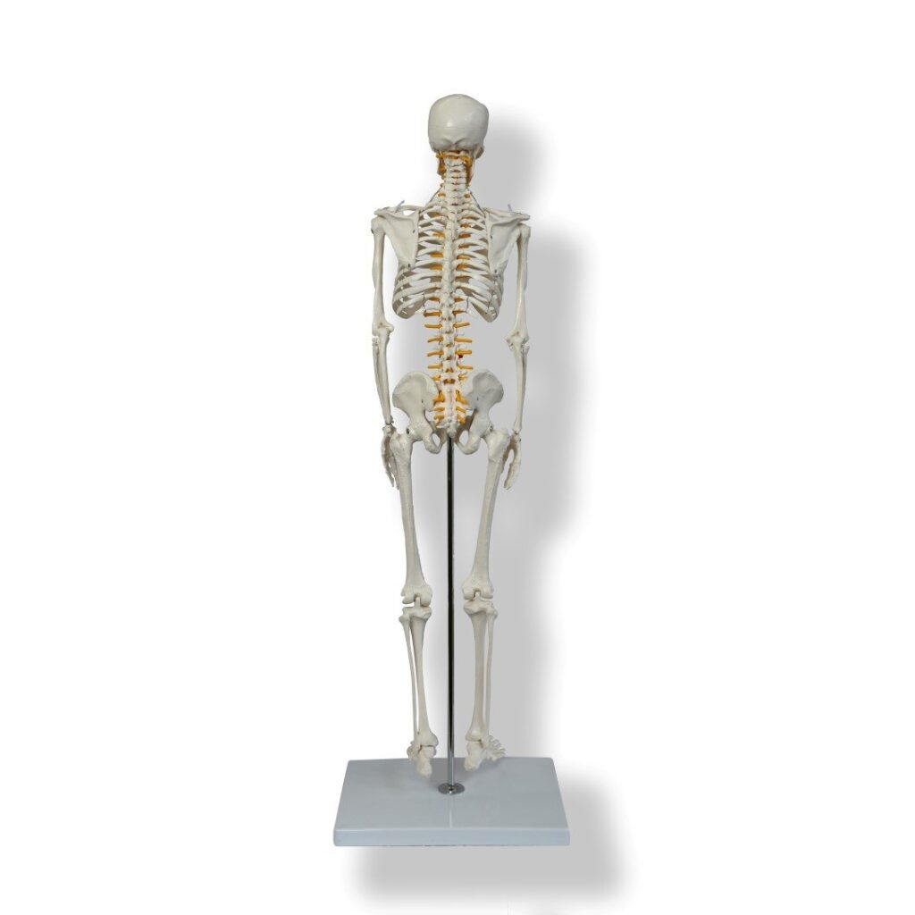 Anatomical Human Skeleton Model 85cm,1/2 Life Size