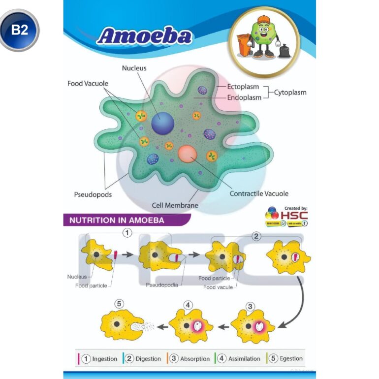 Science Lab charts (2)_page-0004