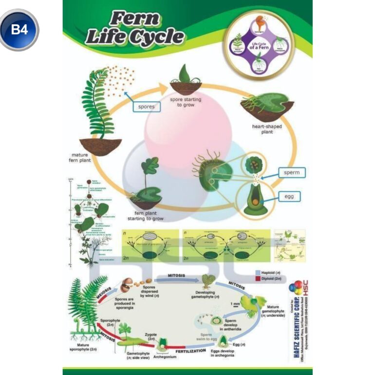 Science Lab charts (2)_page-0006