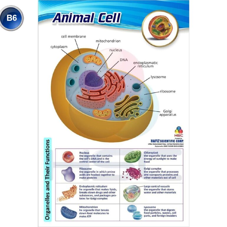 Science Lab charts (2)_page-0008