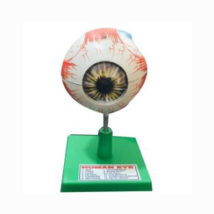 HUMAN EYE 3D MODEL