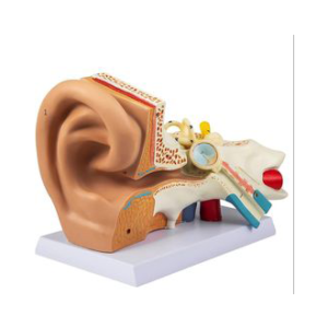 HUMAN EAR 3D MODEL