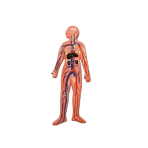 HUMAN MUSCULAR SYSTEM