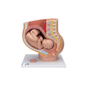 HUMAN PREGNANCY PELVIS FETUS DEVELOPMENTS